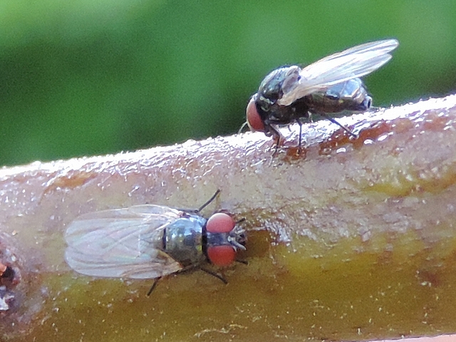 Two black fig flies, a male (recognizable by its interocular space) and a female (recognizable by its abdomen end).