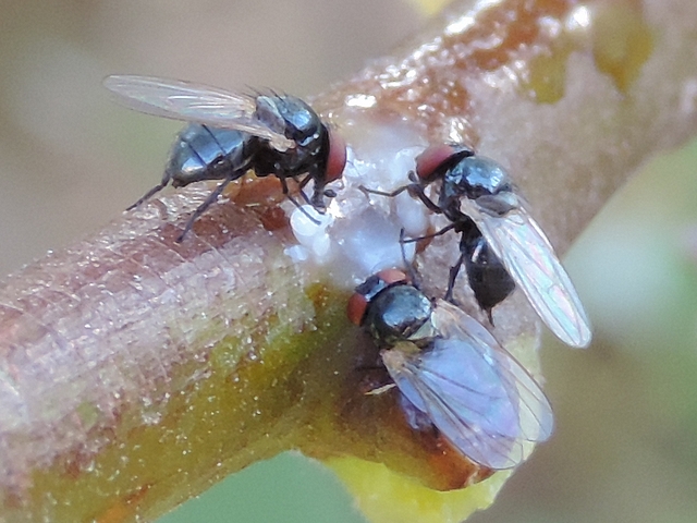 Three black fig flies, a male (recognizable by its abdomen end) and two females (recognizable by their interocular space.
