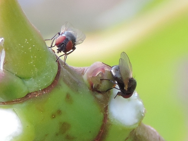 Two Black Fig Fly males, recognizable one by its interocular space and the other by its abdomen end.