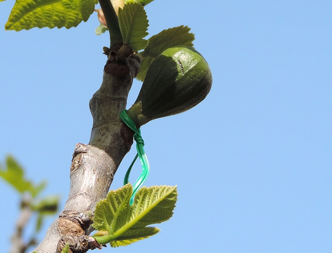 Immature fig marked with a plastic tie at the end of the Silba adipata McAlpine ovipositions sequence.