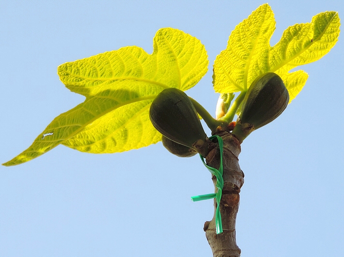Immature fig marked with a plastic tie immediately after Silba adipata McAlpine egg-laying.