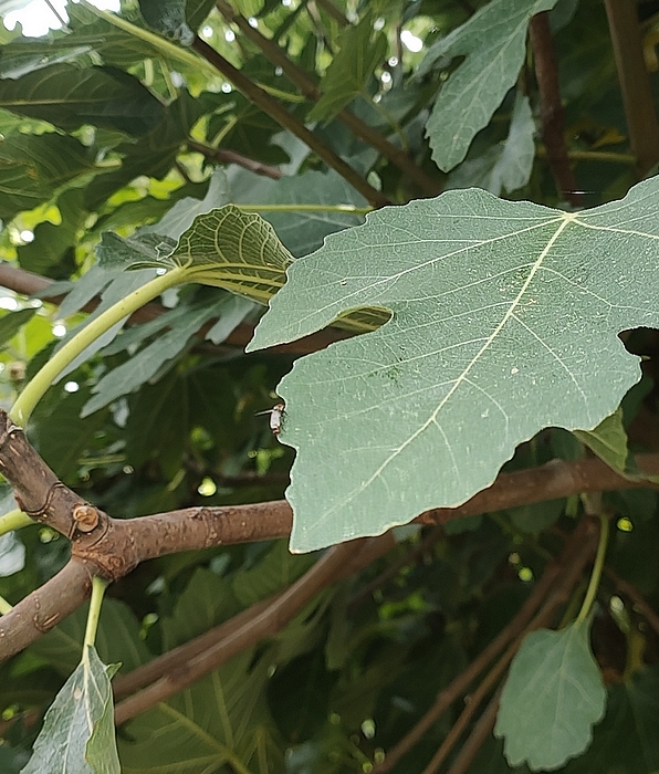 Two black fig flies in copula on a fig tree leaf.