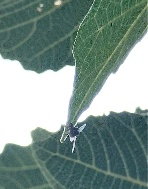 Silba adipata McAlpine in copula at the tip of a fig tree leaf (underface).