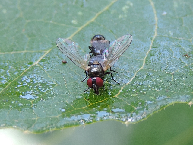 Bodies position 1 of two mated black fig flies feeding on a fig tree leaf.