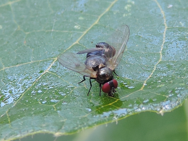Bodies position 2 of two mated black fig flies feeding on a fig tree leaf.