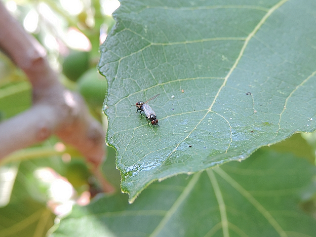 Two black fig flies in copula going up a fig tree leaf.