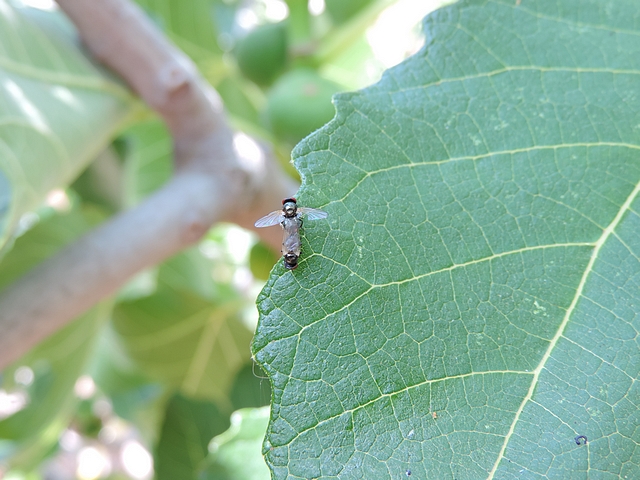 Two black fig flies in copula on the edge of a fig tree leaf, just before taking flight.