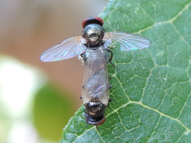 Two black fig flies in copula on the edge of a fig tree leaf, just before taking flight.