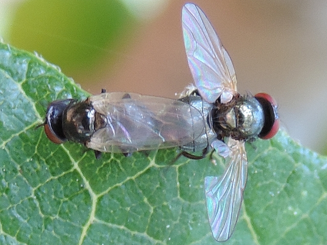 Silba adipata McAlpine: couple in copula on the edge of a fig tree leaf.