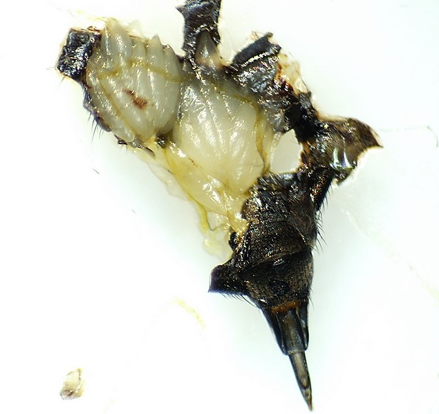 Silba adipata McAlpine : ovaries of a mature female.