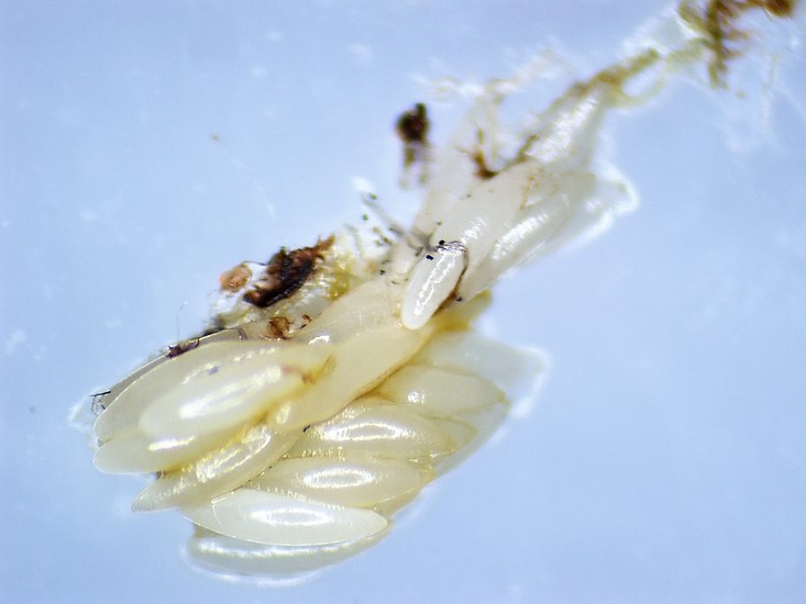 SSilba adipata McAlpine: ovaries of a mature female freed from the sclerites.