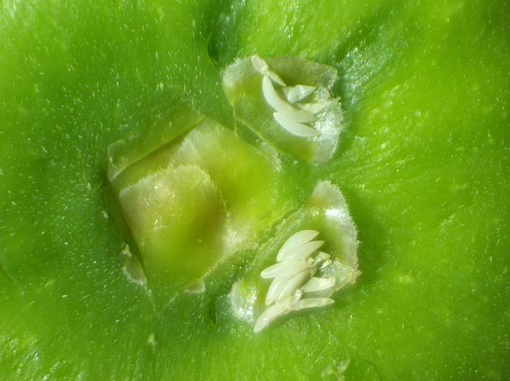 Silba adipata McAlpine: the two first level ostiolar scales of the unripe fig contain a total of 16 eggs.