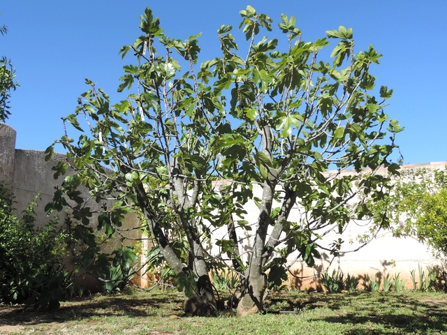  'Bellone' variety fig bush with partial leaves removal for facilitating Black Fig Fly ovipositions observation.
