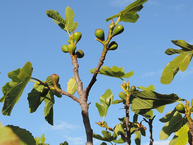 Twigs at the fig bush top after leaves removal for Black Fig Fly ovipositions observation.