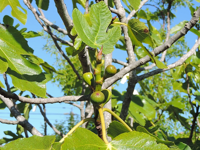 Immature figs group in the center of he bush after leaves removal for Black Fiig Fly ovipositions observation