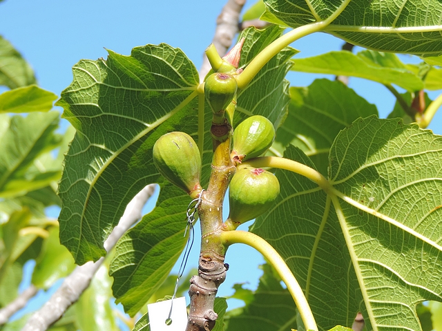 Peripheral immature figs group after leaves removal for Black Fig Fly ovipositions observation.