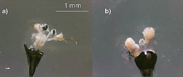 Silba adipata McAlpine: ovaries of immature females.