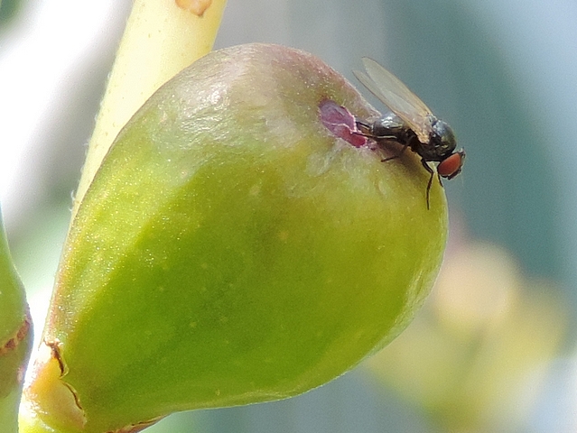 Black Fig Fly female laying eggs under an ostiolar scale of an unripe fig.