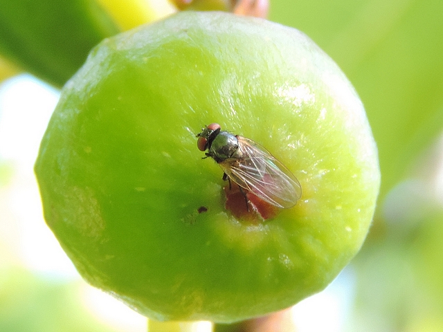 Silba adipata McAlpine egg-laying female on the ostiole of an immature fig.