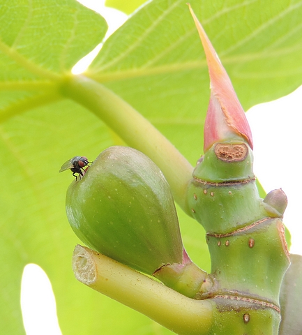 Silba adipata McAlpine laying eggs under an immature fig ostiolar scale ('Bellone' variety).