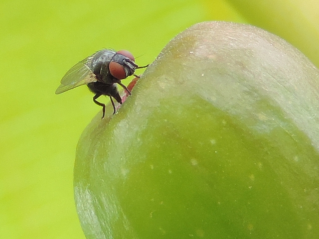 Silba adipata McAlpine laying eggs under an immature fig ostiolar scale ('Bellone' variety).