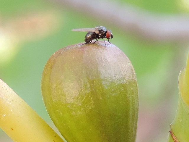 Silba adipata McAlpine laying eggs under an immature fig ostiolar scale ('Bellone' variety).