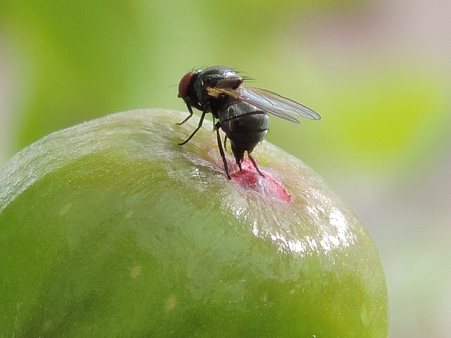 Silba adipata McAlpine laying eggs under an immature fig ostiolar scale (