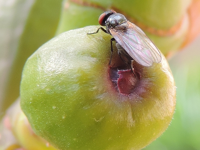 Silba adipata McAlpine laying eggs under an immature fig ostiolar scale ('Bellone variety).