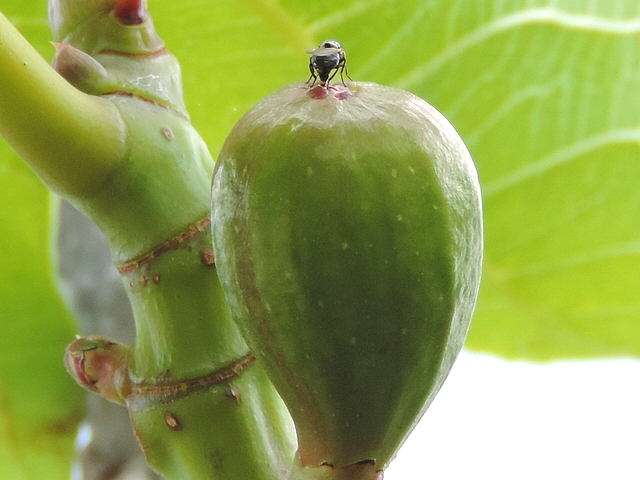 Silba adipata McAlpine laying eggs under an immature fig ostiolar scale.