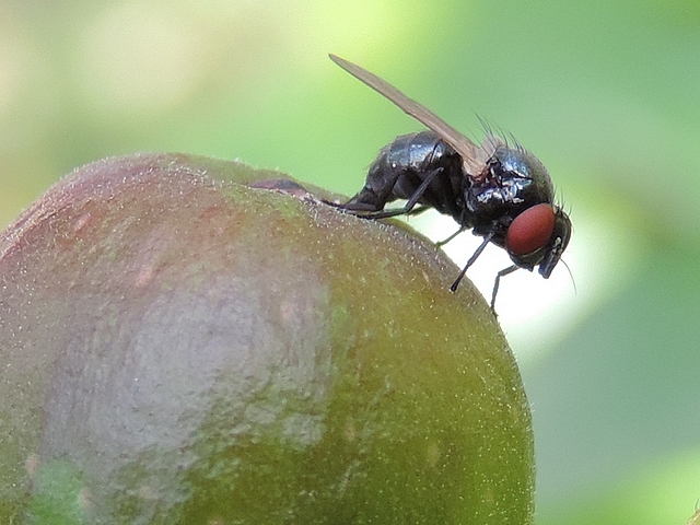 Silba adipata McAlpine: egg-laying under an unripe fig ostiolar scale.
