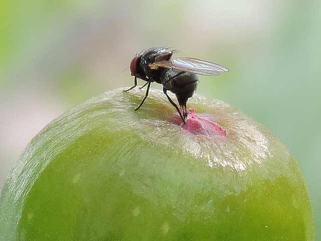 Black Fig Fly female laying eggs under an ostiolar scale of an unripe fig.