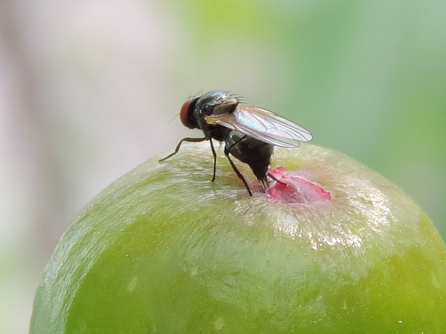 Black Fig Fly female laying eggs under an immature fig ostiolar scale.