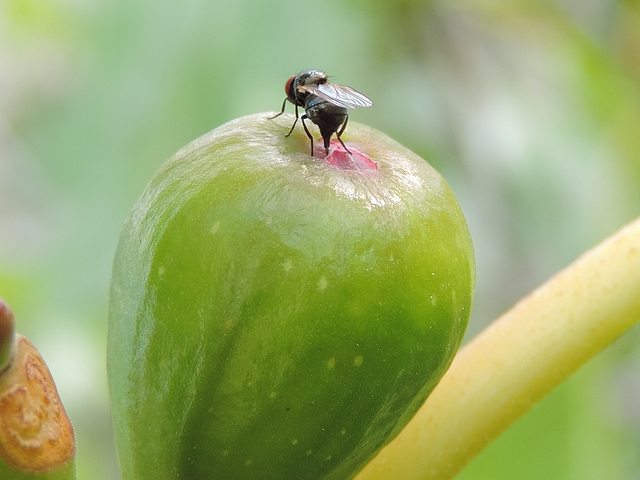 Silba adipata McAlpine laying eggs under an immature fig ostiolar scale ('Bellone' variety).