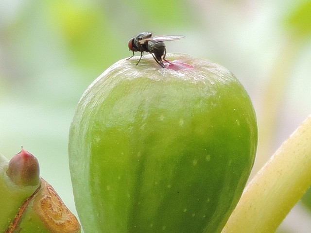 Silba adipata McAlpine laying eggs under an immature fig ostiolar scale ('Bellone' variety).