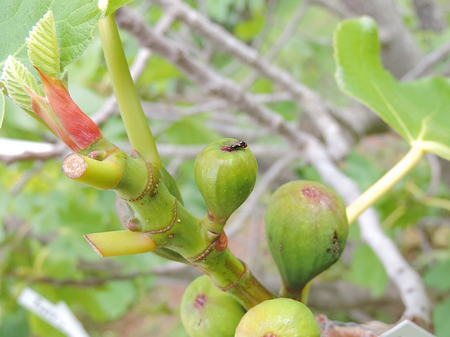 Silba adipata McAlpine laying eggs under an immature fig ostiolar scale ('Bellone' variety).
