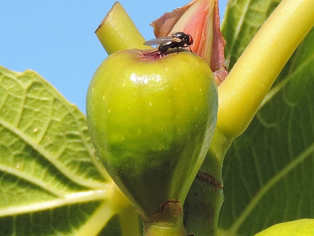 Silba adipata McAlpine laying eggs under an immature fig ostiolar scale ('Bellone' variety).