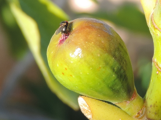 Silba adipata McAlpine: female visiting a fig during its ovipositions sequence.
