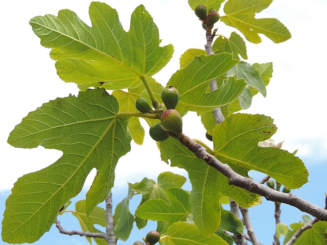 Silba adipata McAlpine laying eggs under an ostiolar scale of an immature fig visible from afar.
