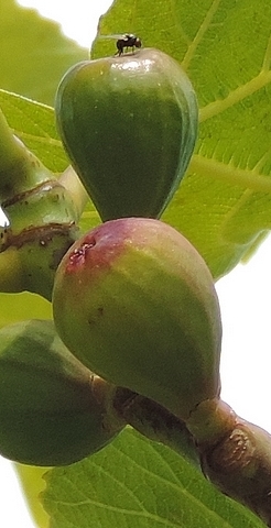 Silba adipata McAlpine laying eggs under an ostiolar scale of an immature fig visible from afar.