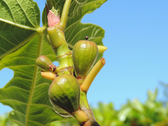 Silba adipata McAlpine laying eggs in an immature fig exposed to full sun as a result of leaves removal.