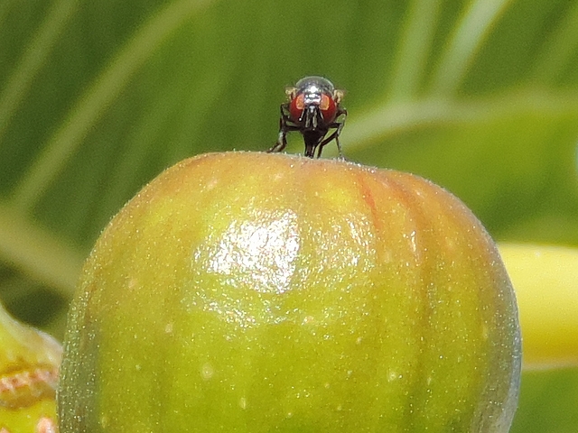 Silba adipata McAlpine laying eggs in an immature fig exposed to full sun as a result of leaves removal.