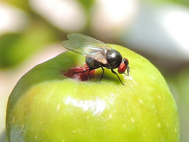 Silba adipata McAlpine: oviposition under an ostiolar scale of an immature fig.