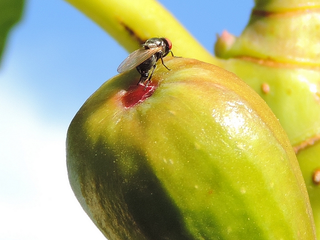 Silba adipata McAlpine laying eggs under an immature fig ostiolar scale ('Bellone' variety).