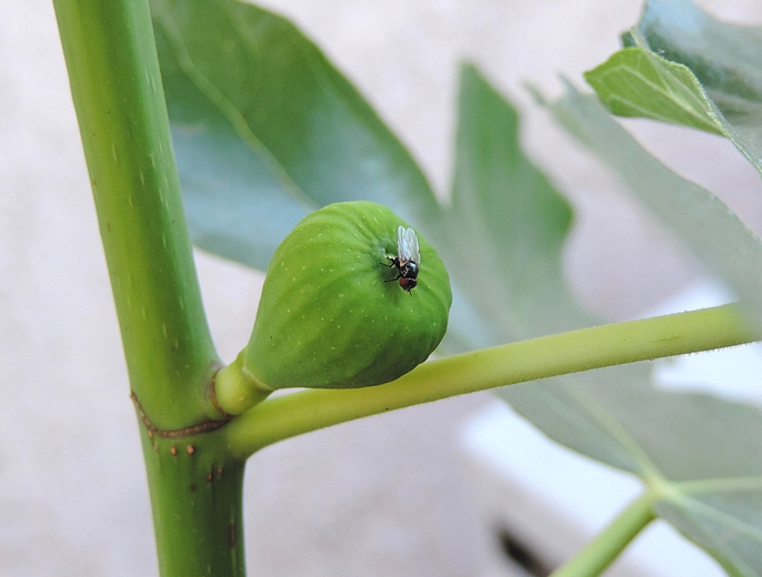 Silba adipata McAlpine laying eggs under an immature fig ostiolar scale ('B�cane' variety).