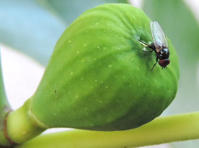 Silba adipata McAlpine laying eggs under an immature fig ostiolar scale ('B�cane' variety).