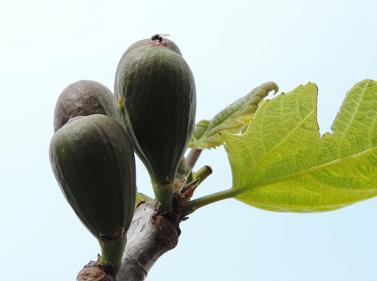 Silba adipata McAlpine laying eggs under an ostiolar scale of an immature breba fig ('Grise de la Saint-Jean' variety).