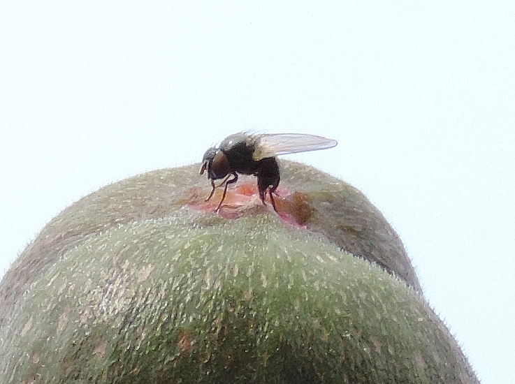 Silba adipata McAlpine laying eggs under an ostiolar scale of an immature breba fig ('Grise de la Saint-Jean' variety).