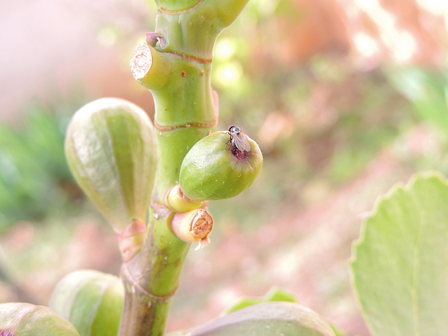 Silba adipata McAlpine attacks surprisingly tiny figs.