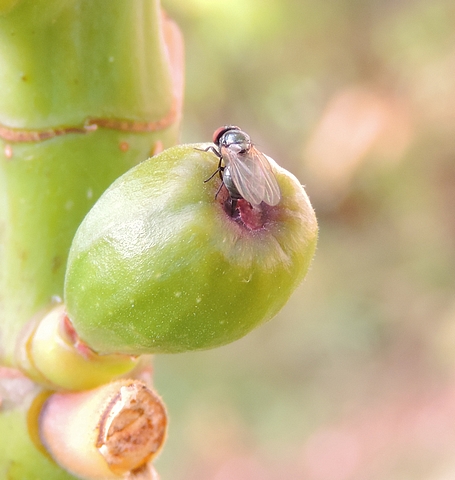 Silba adipata McAlpine attacks surprisingly tiny figs.