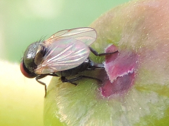 Silba adipata McAlpine: egg laying under an ostiolar scale (immature fig, 'Bellone' variety).